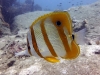 copper-banded-butterfly-fish