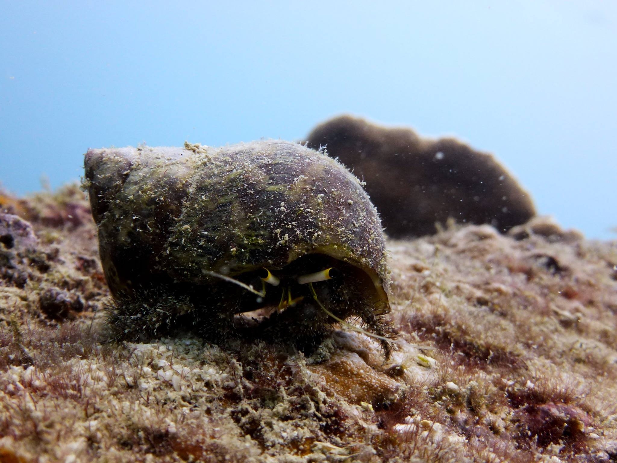 sea life koh tao